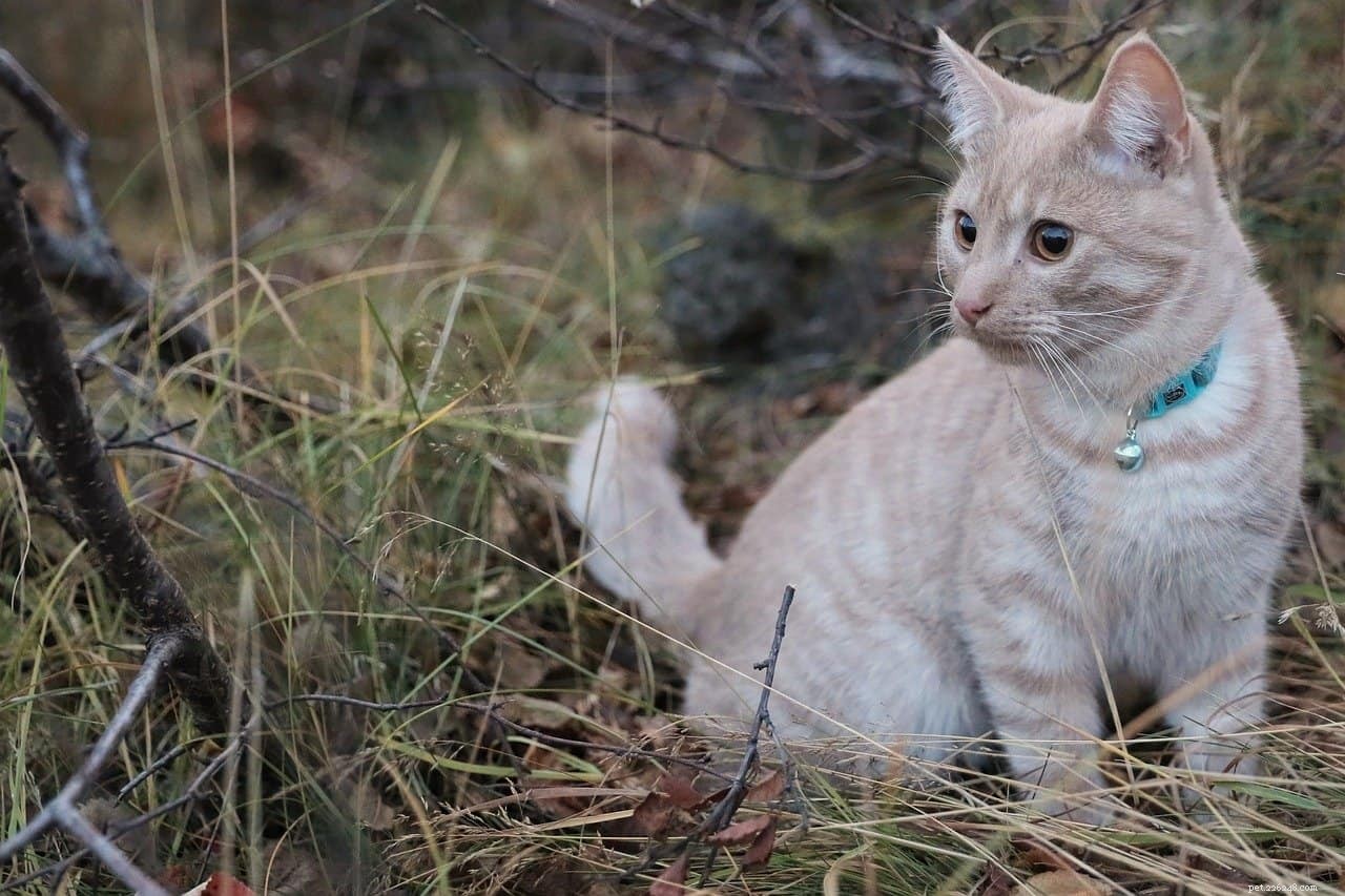 How to Safely Handle Your Indoor Cat If It Escapes Outside