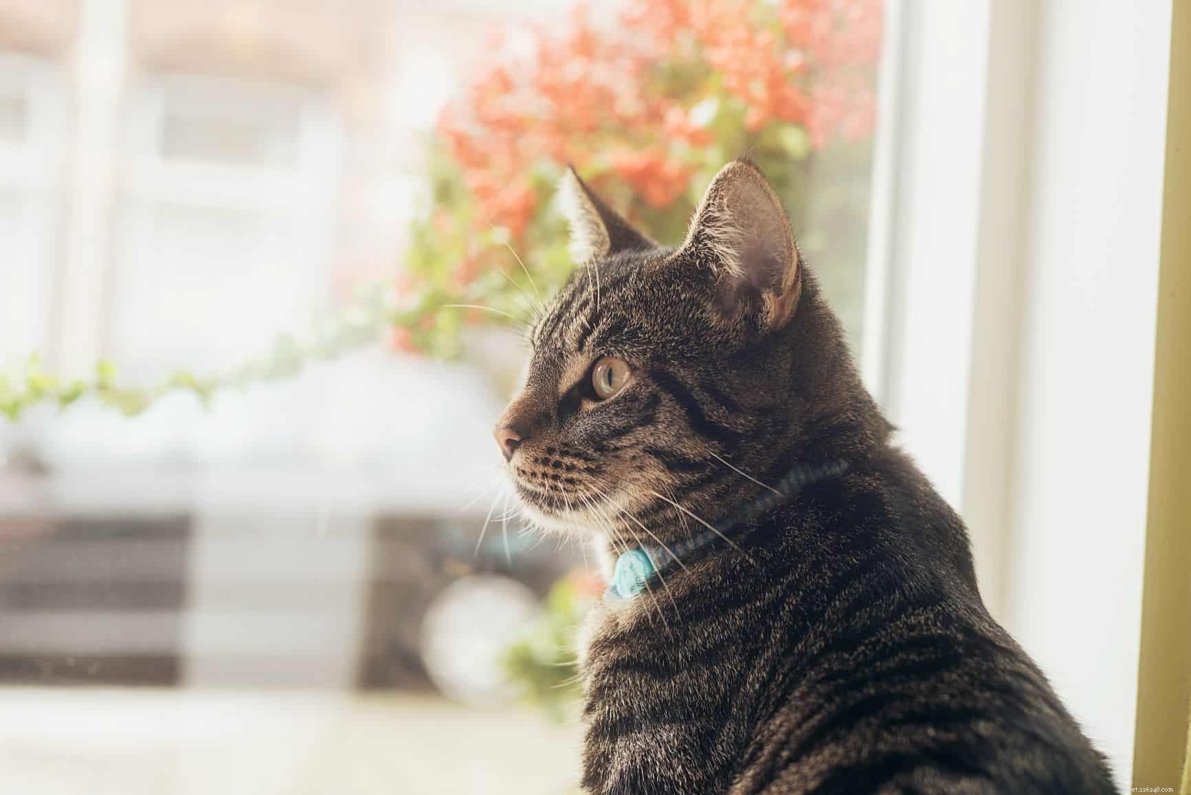 How to Safely Handle Your Indoor Cat If It Escapes Outside