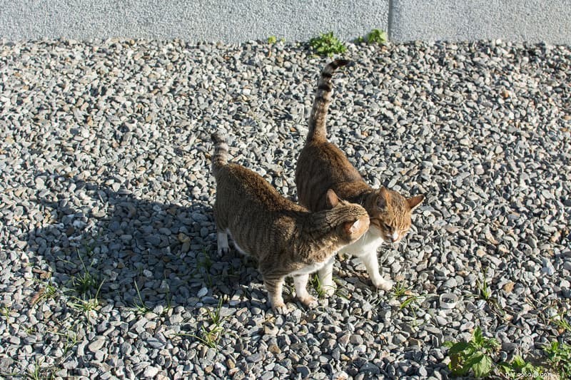 The Secret Language of Cats: How They Communicate With Each Other