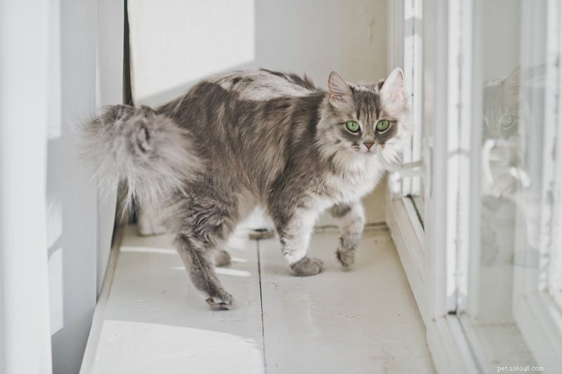 The Secret Language of Cats: How They Communicate With Each Other
