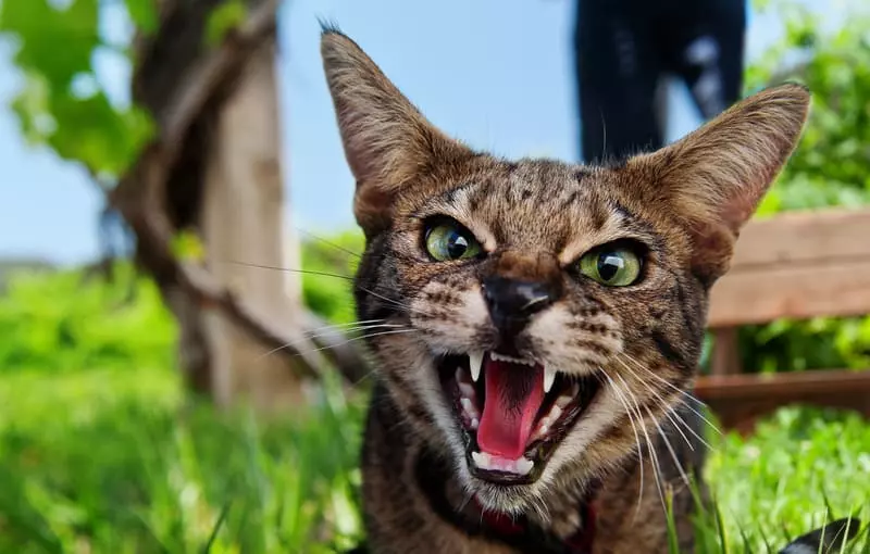 The Secret Language of Cats: How They Communicate With Each Other