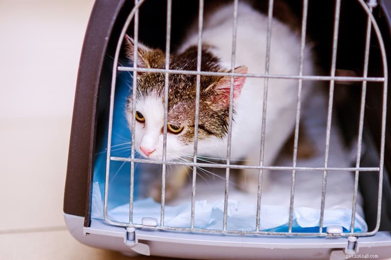 Cat Hyperthyroidism Explained: Essential Insights for Responsible Owners