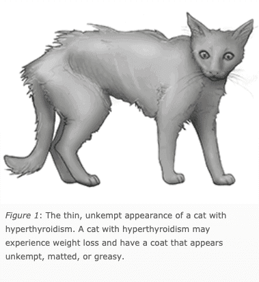 Cat Hyperthyroidism Explained: Essential Insights for Responsible Owners