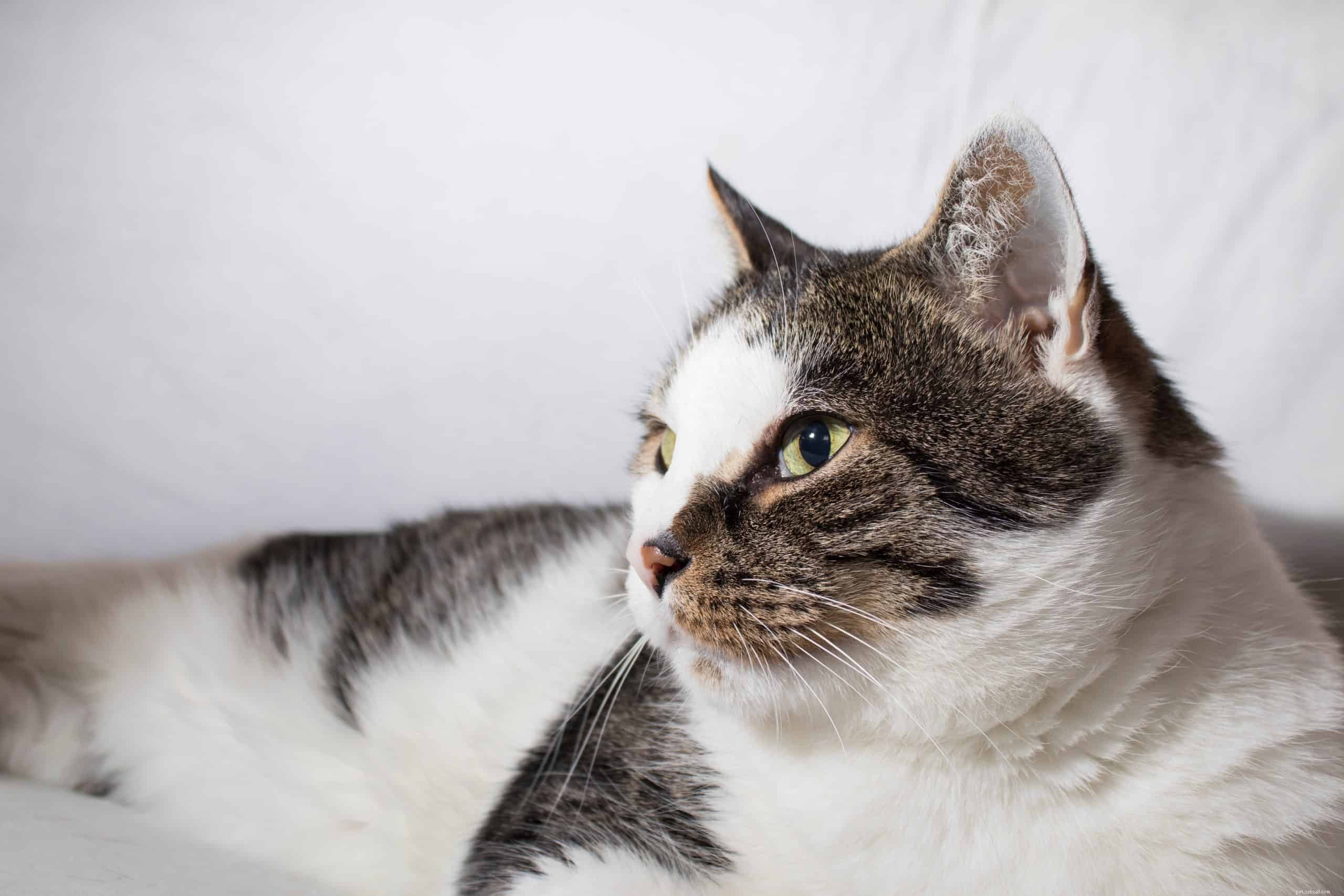 Why Cats Have Ear Slits: Anatomy and Function Explained