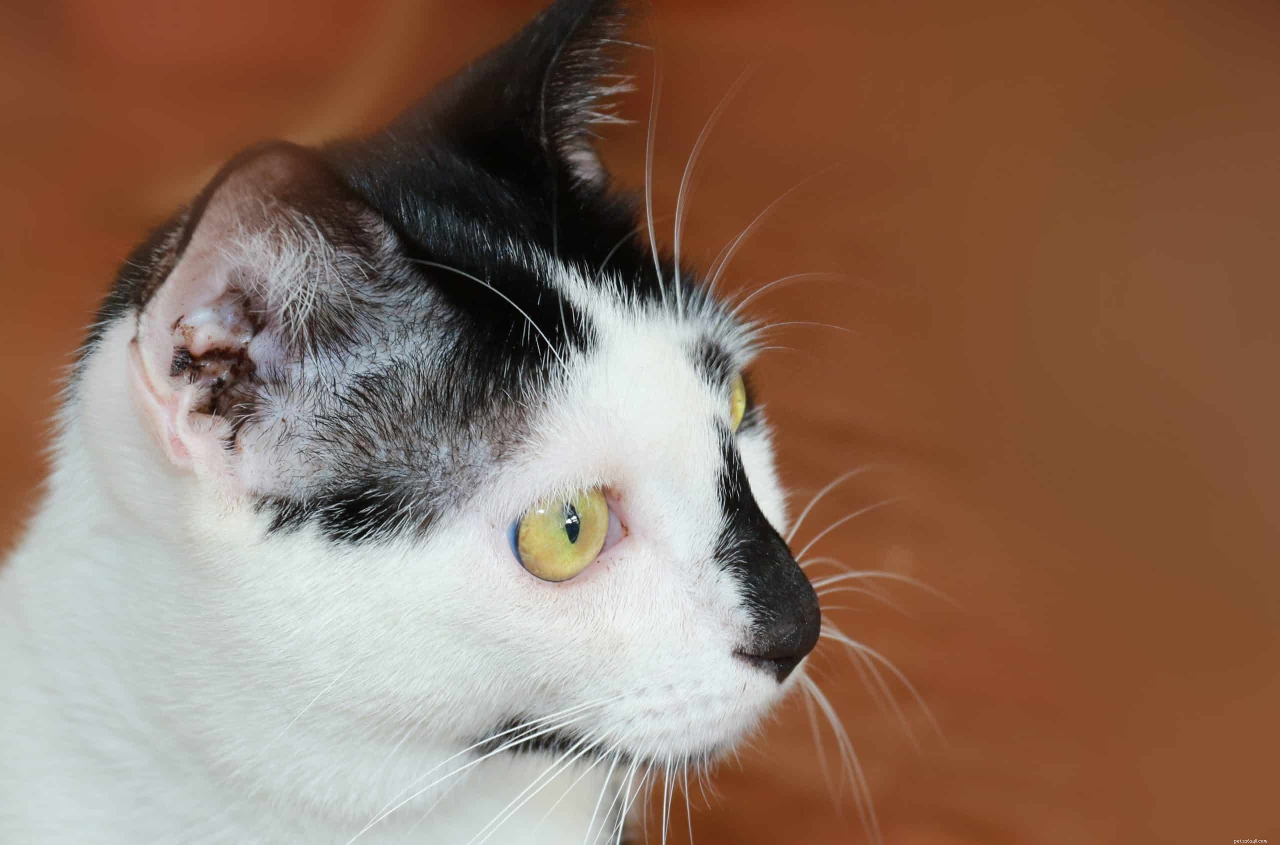 Why Cats Have Ear Slits: Anatomy and Function Explained