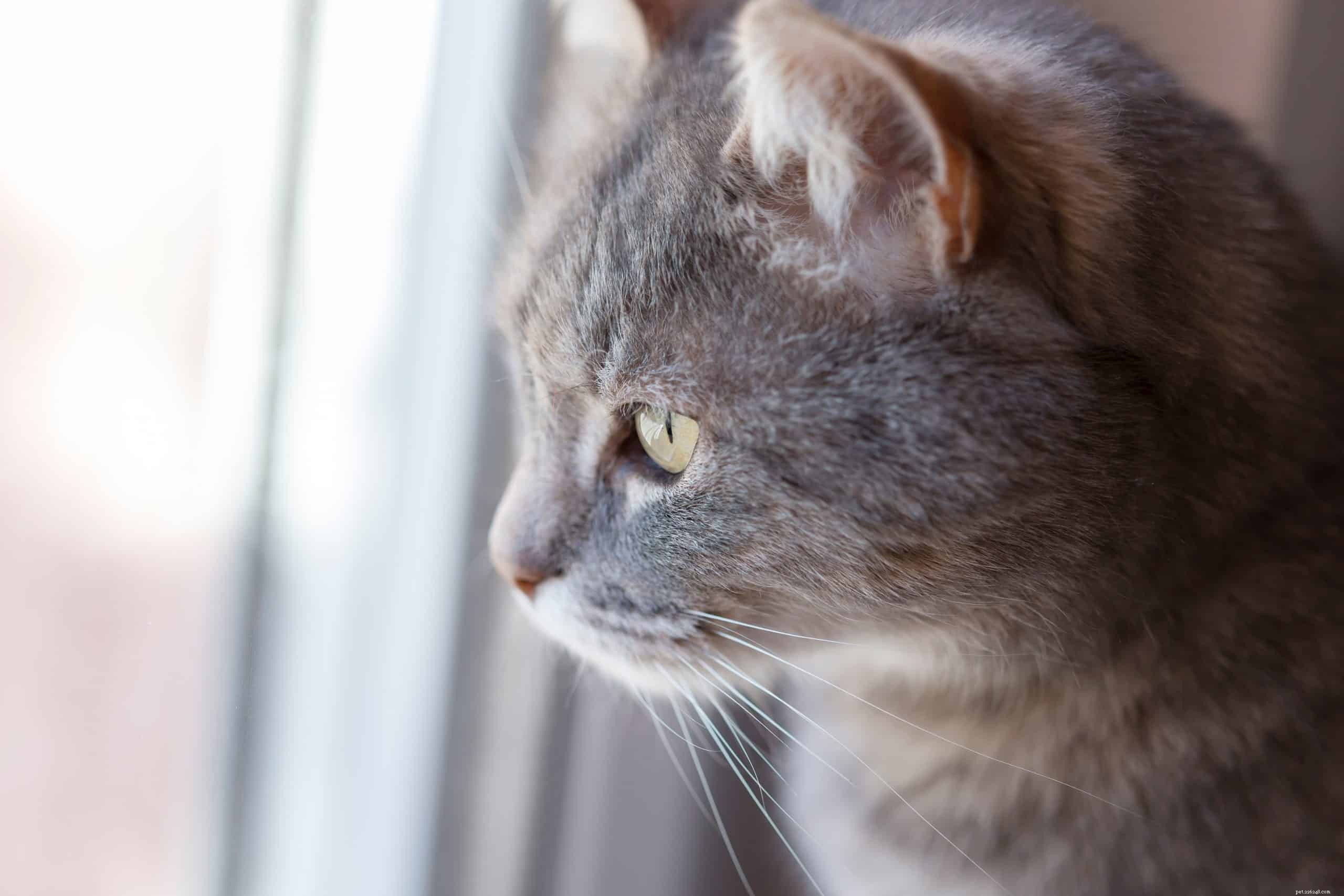Why Cats Have Ear Slits: Anatomy and Function Explained