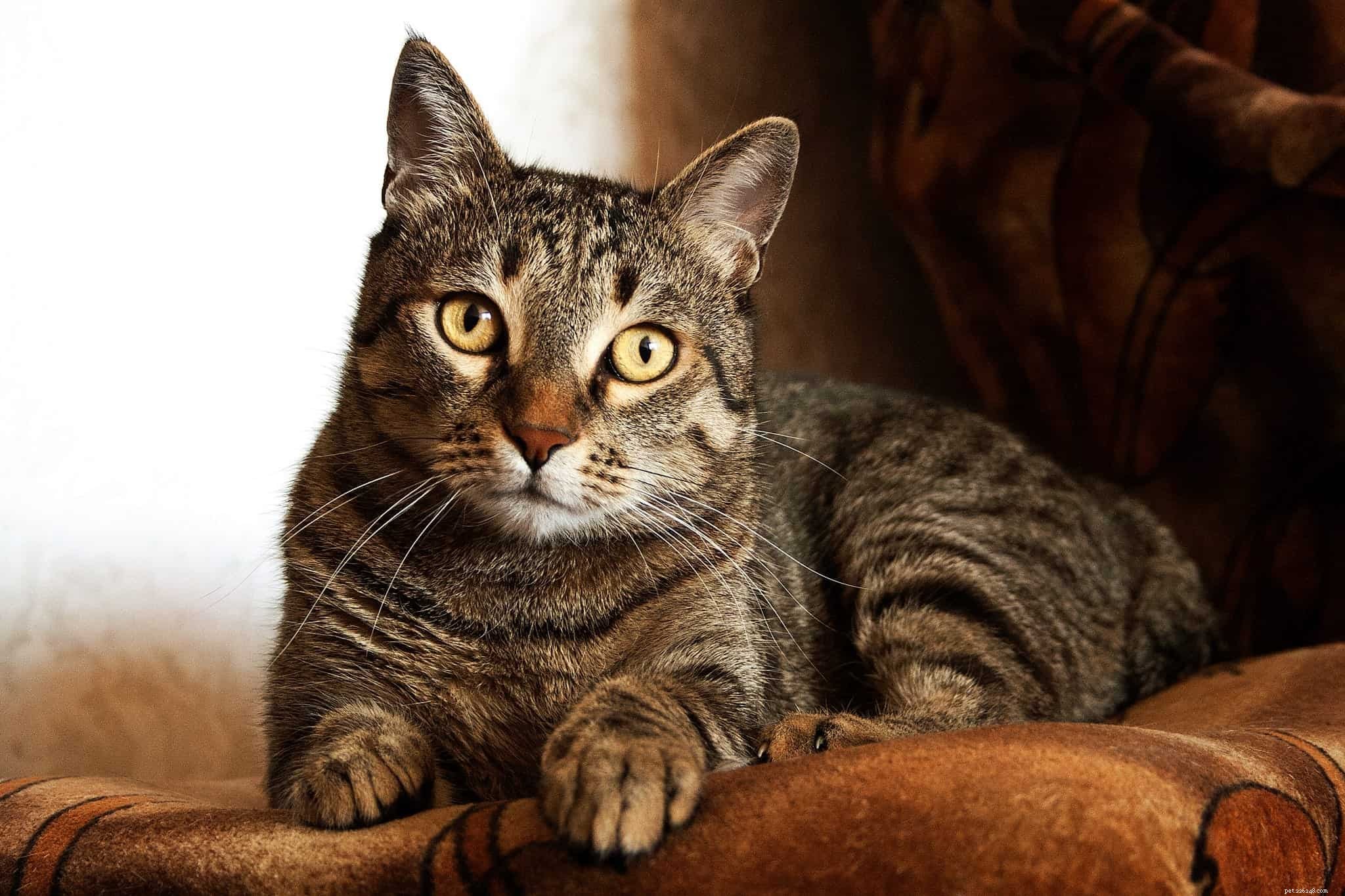 Understanding Why Black Cats  Fur Can Take on a Rusty Tone