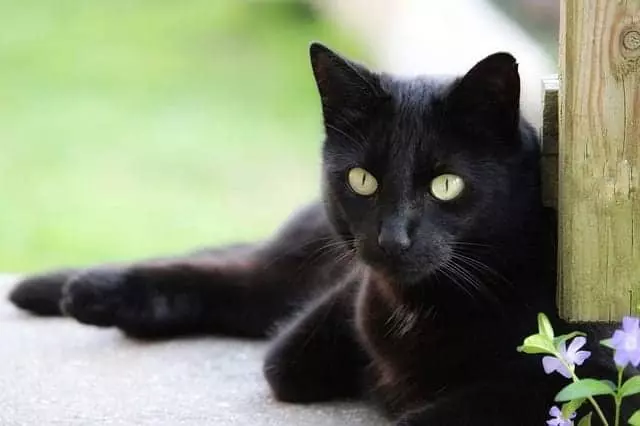 Understanding Why Black Cats  Fur Can Take on a Rusty Tone