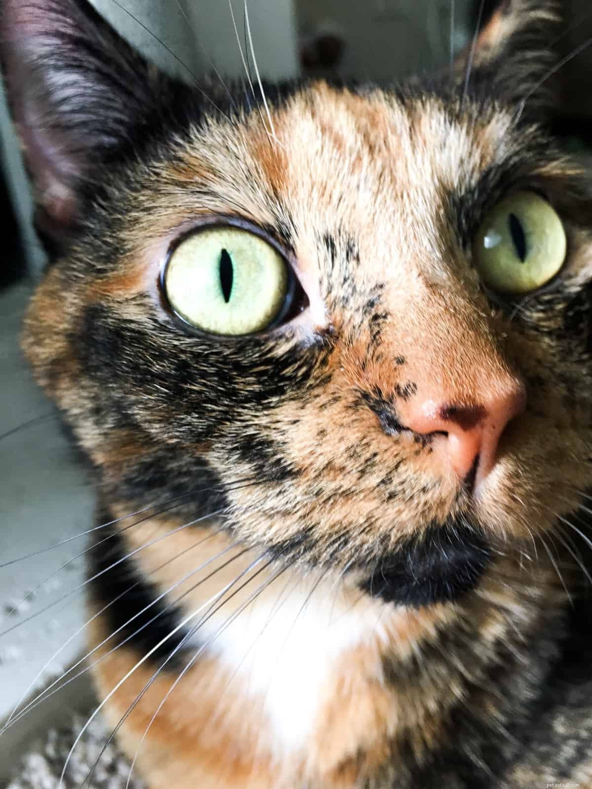 Understanding Cat Freckles: Causes, Traits, and What They Reveal About Your Feline