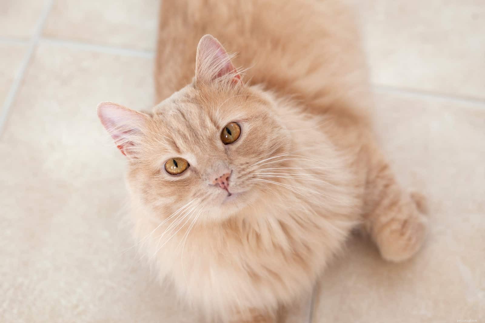 Understanding Cat Freckles: Causes, Traits, and What They Reveal About Your Feline