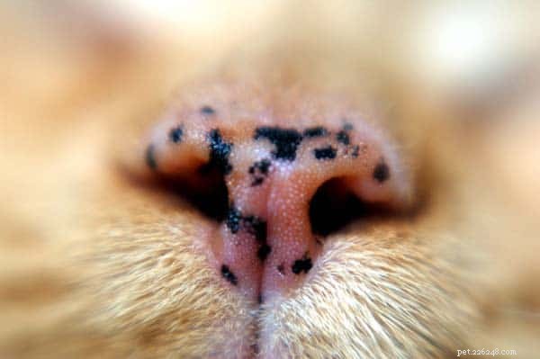 Understanding Cat Freckles: Causes, Traits, and What They Reveal About Your Feline
