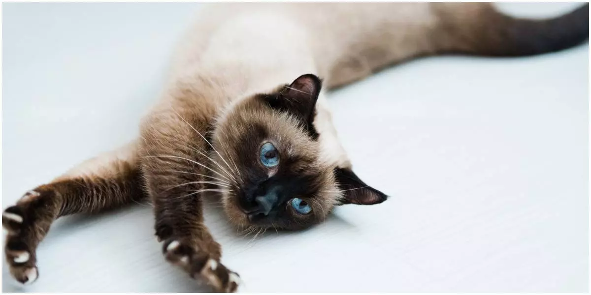 Why Declawing Your Cat Is Harmful: 5 Key Reasons