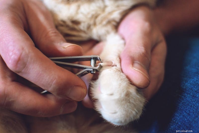 Why Declawing Your Cat Is Harmful: 5 Key Reasons