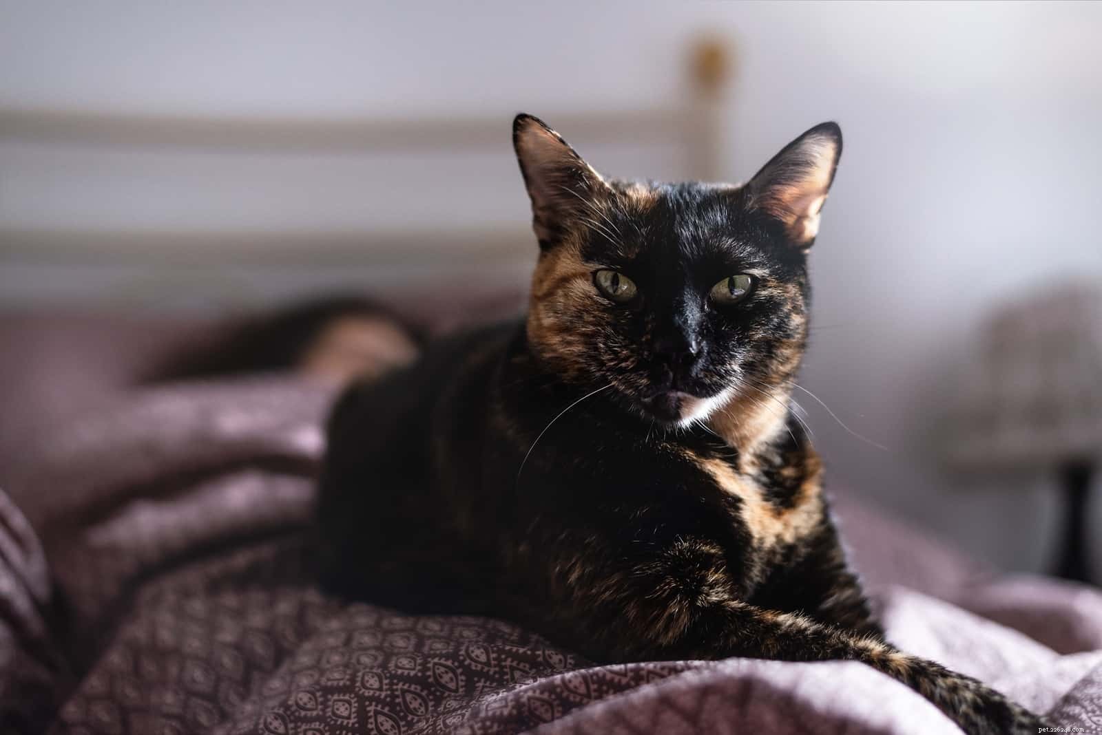 Why Your Cat Prefers to Sleep With You—and Why It’s Beneficial