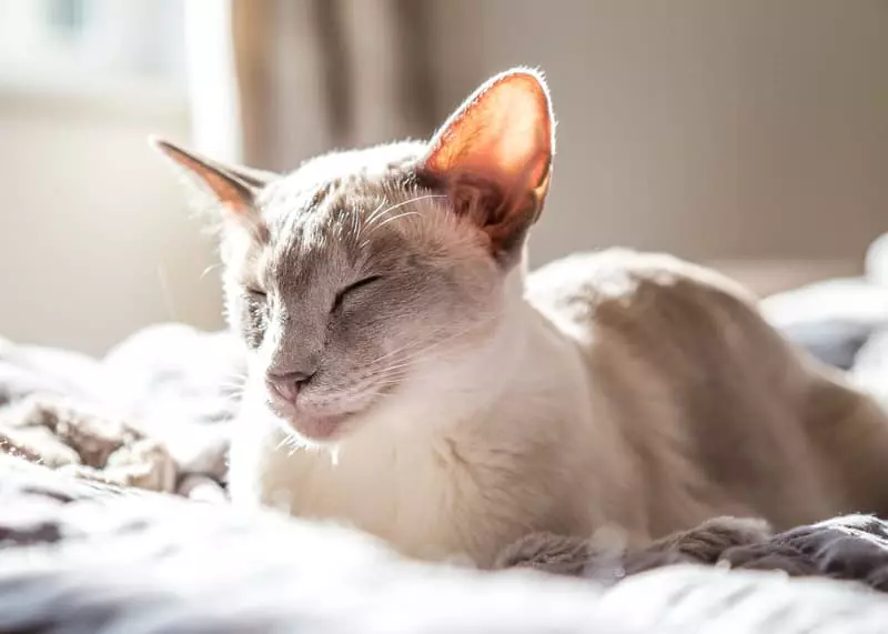 Why Your Cat Prefers to Sleep With You—and Why It’s Beneficial