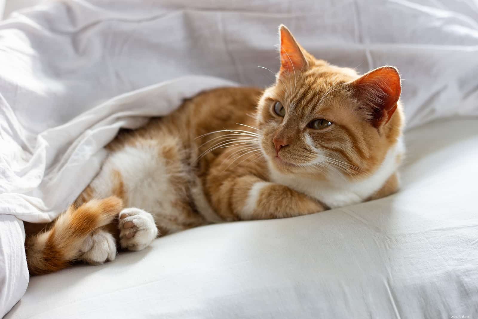 Why Your Cat Prefers to Sleep With You—and Why It’s Beneficial