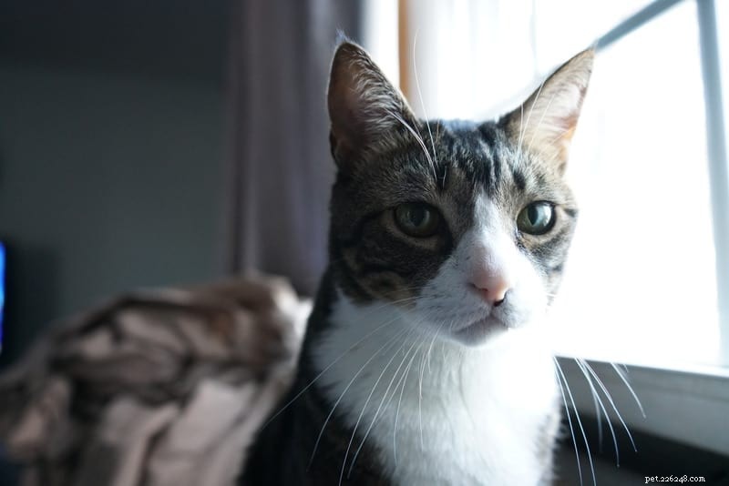 Why Is My Cat Urinating Outside the Litter Box? Common Causes & Solutions