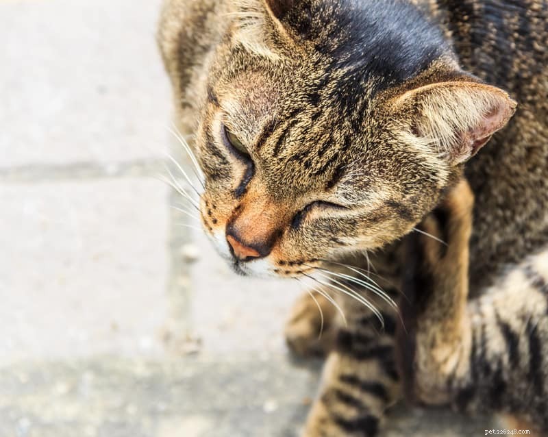 Understanding Feline Dermatitis: Causes, Symptoms, and Effective Treatments