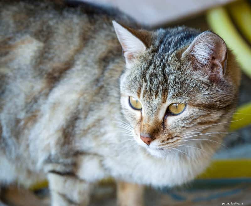 Why Is My Cat Urinating Outside the Litter Box? Common Causes & Solutions