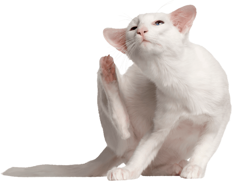 Understanding Feline Dermatitis: Causes, Symptoms, and Effective Treatments