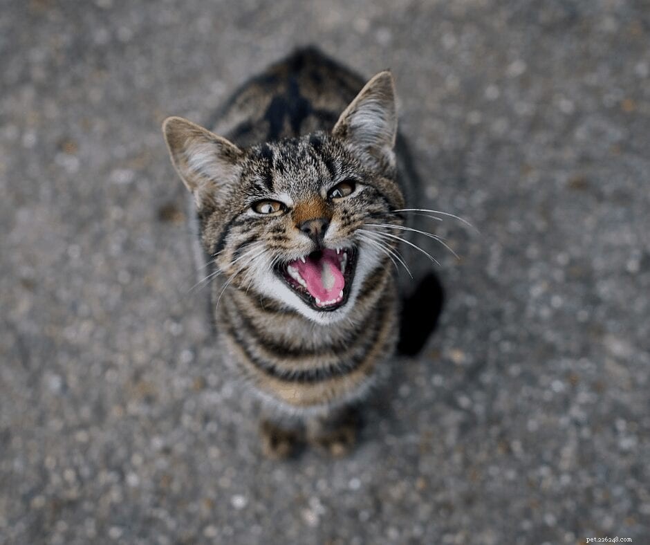 What Causes a Cat to Lose Its Meow? Common Symptoms and Solutions