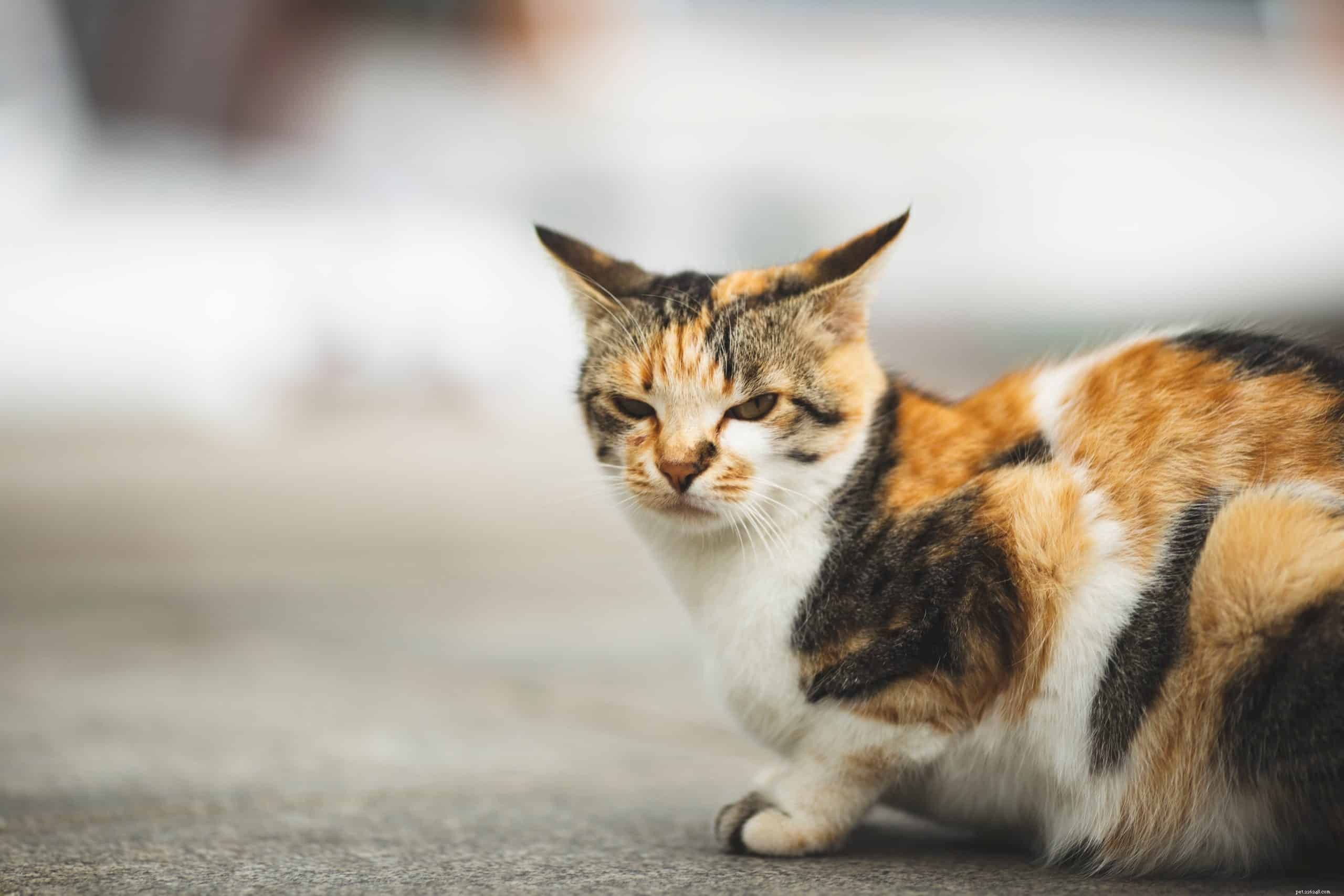 Sudden Aggression in Your Cat? Here’s Why and How to Help