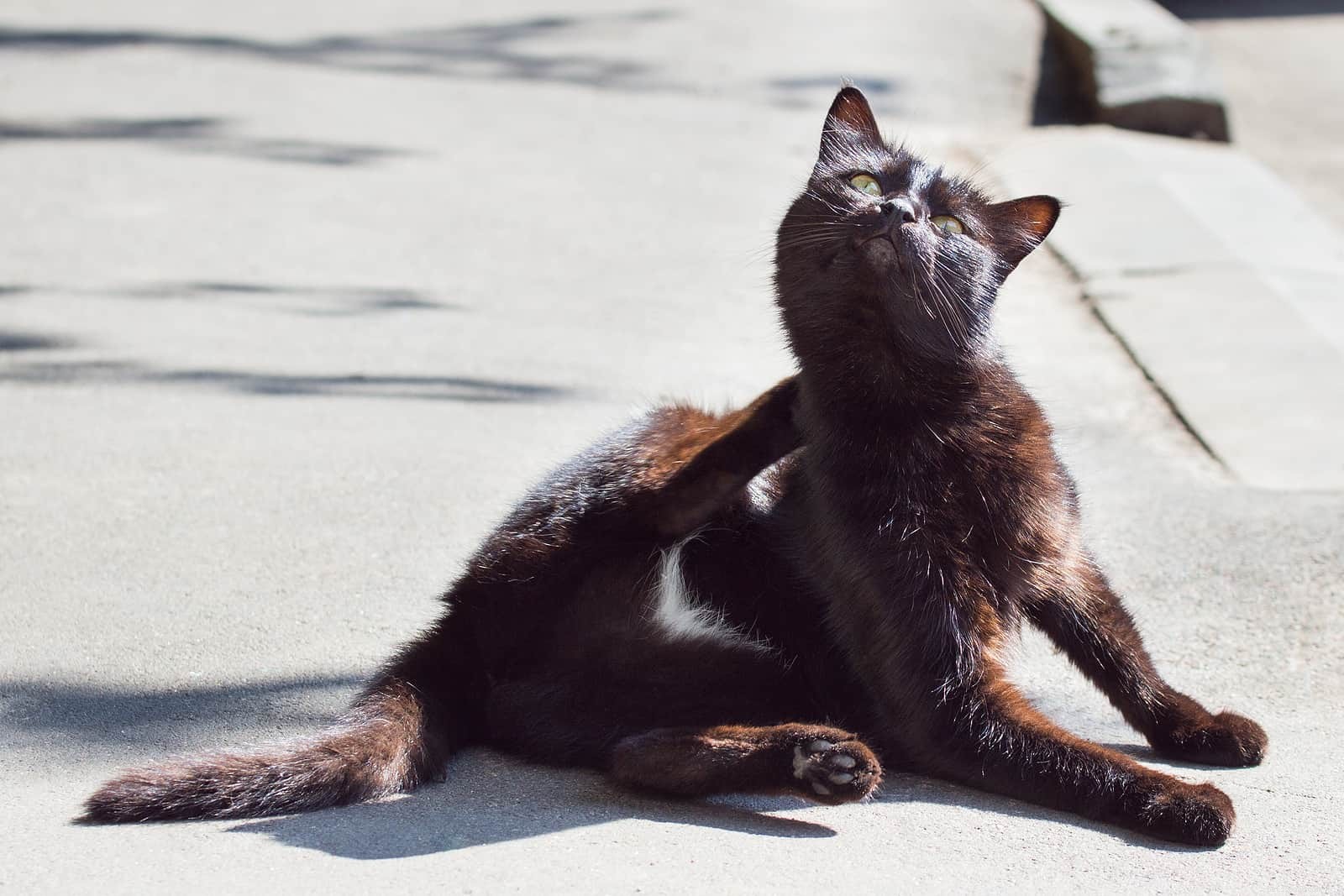 Understanding Cat Dandruff: Causes, Symptoms, and Effective Remedies