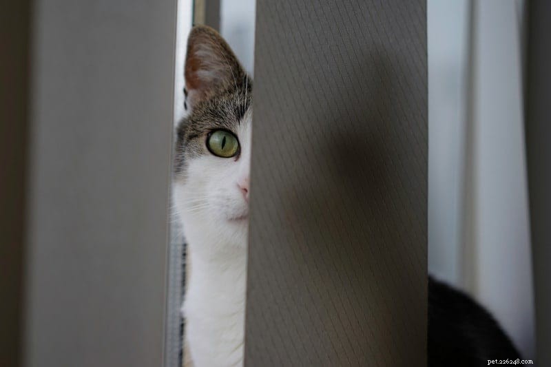 Sudden Aggression in Your Cat? Here’s Why and How to Help