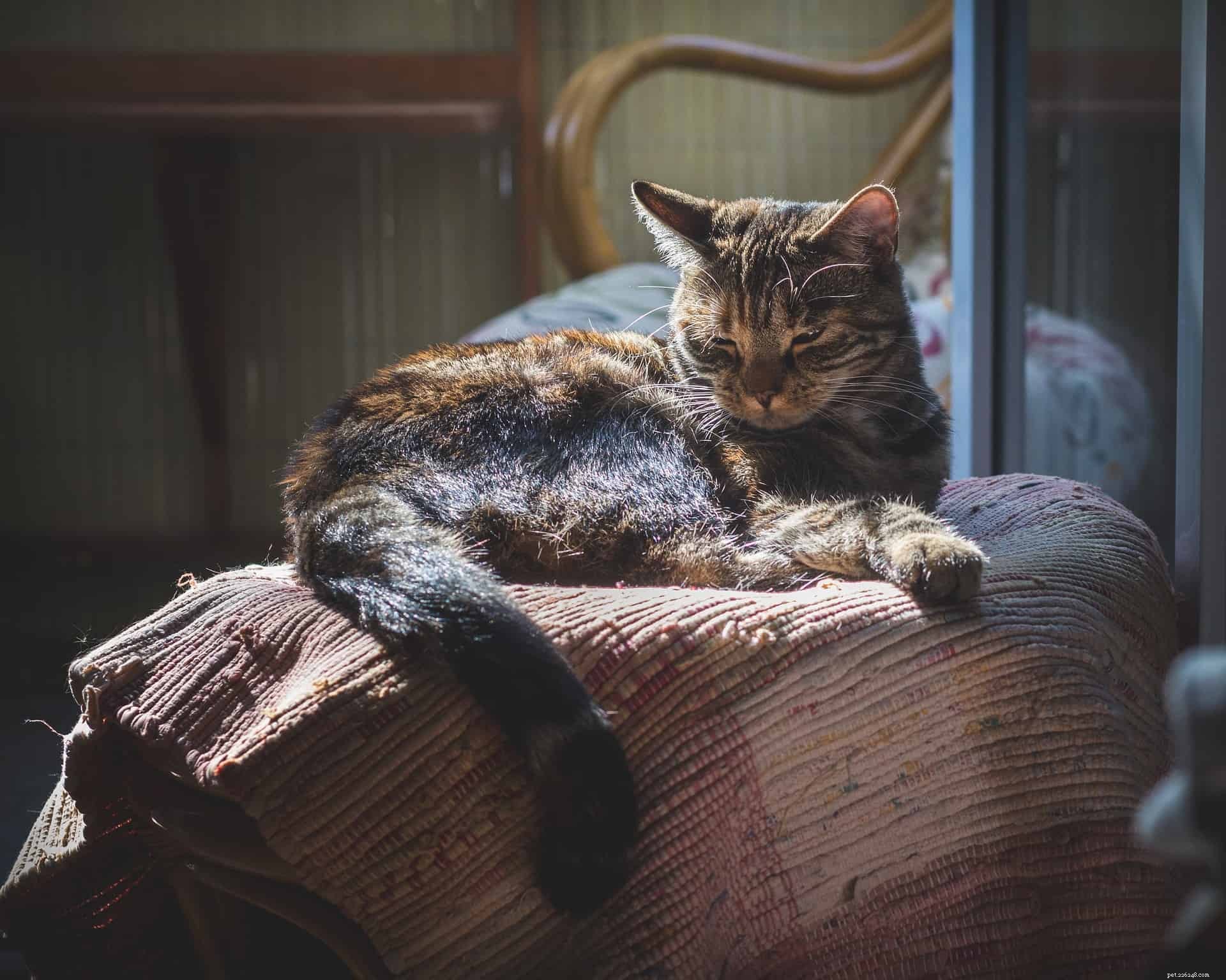 Understanding Cat Dandruff: Causes, Symptoms, and Effective Remedies