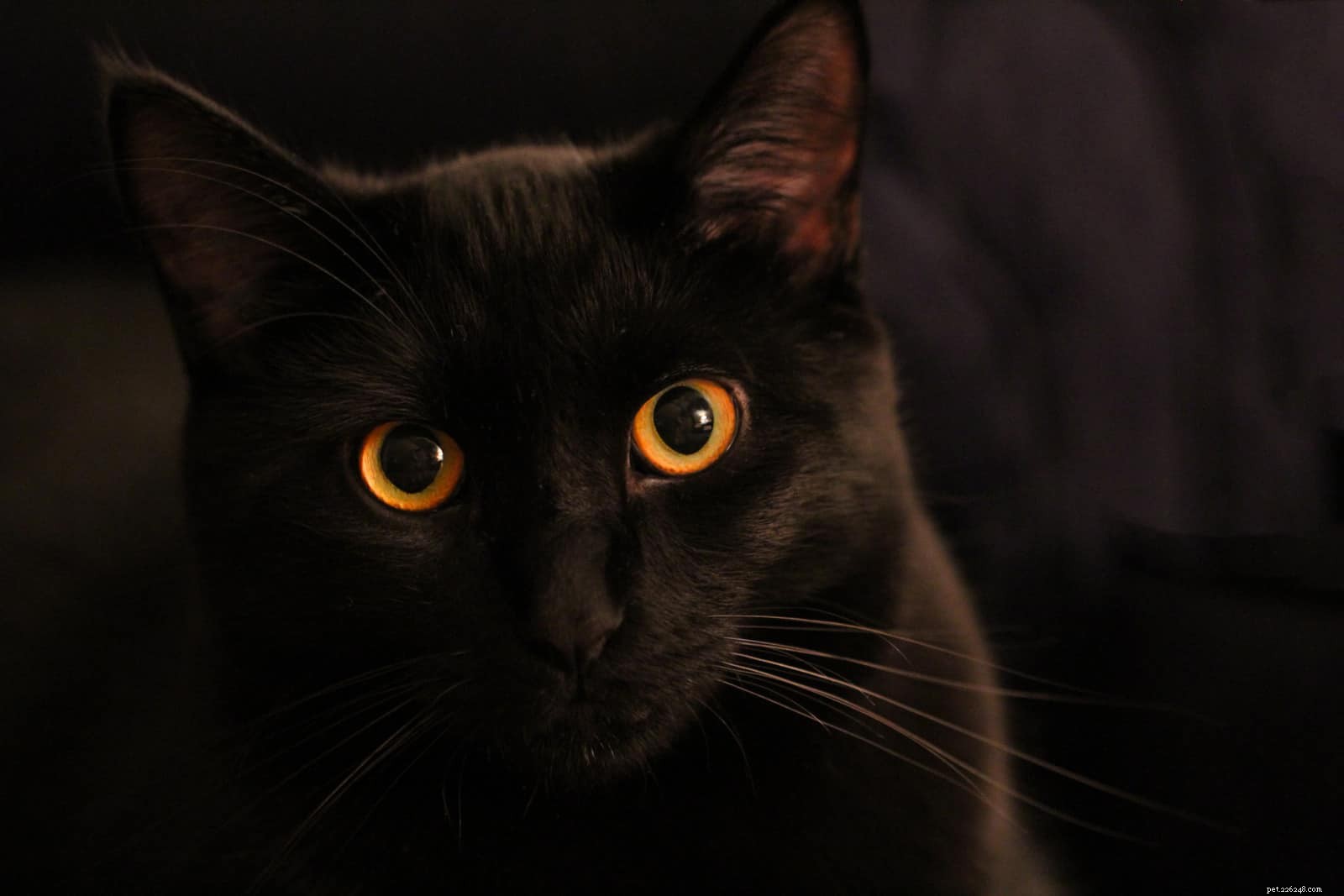 Why Some Cats Don’t Purr – Understanding the Mystery Behind Their Silence