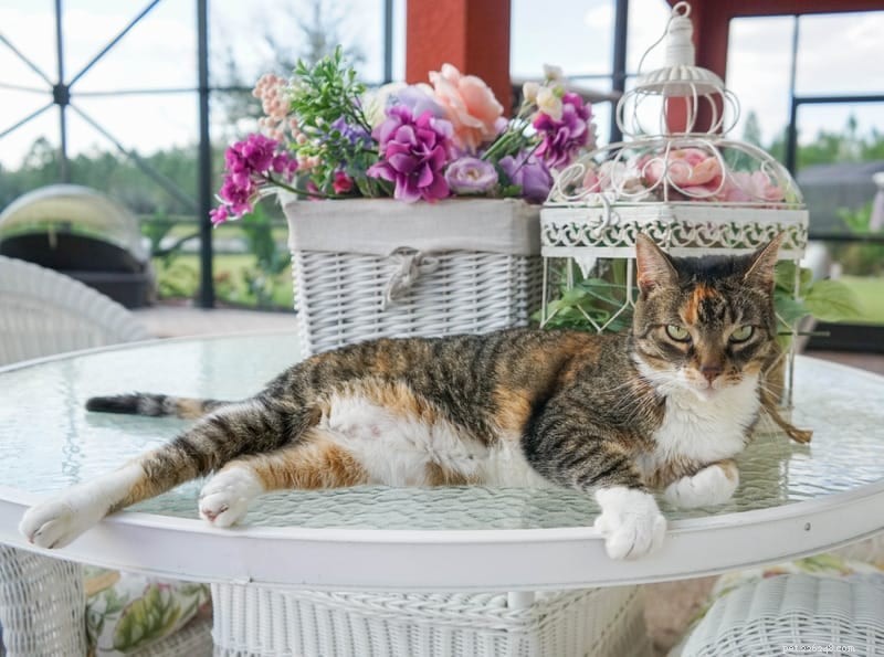 Why Some Cats Don’t Purr – Understanding the Mystery Behind Their Silence