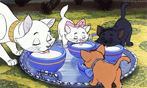 Why Cats Can t Drink Milk: The Truth About Lactose Intolerance