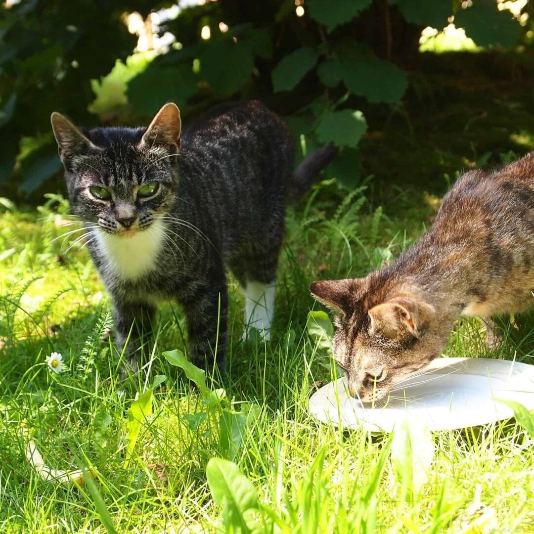 Why Cats Can t Drink Milk: The Truth About Lactose Intolerance