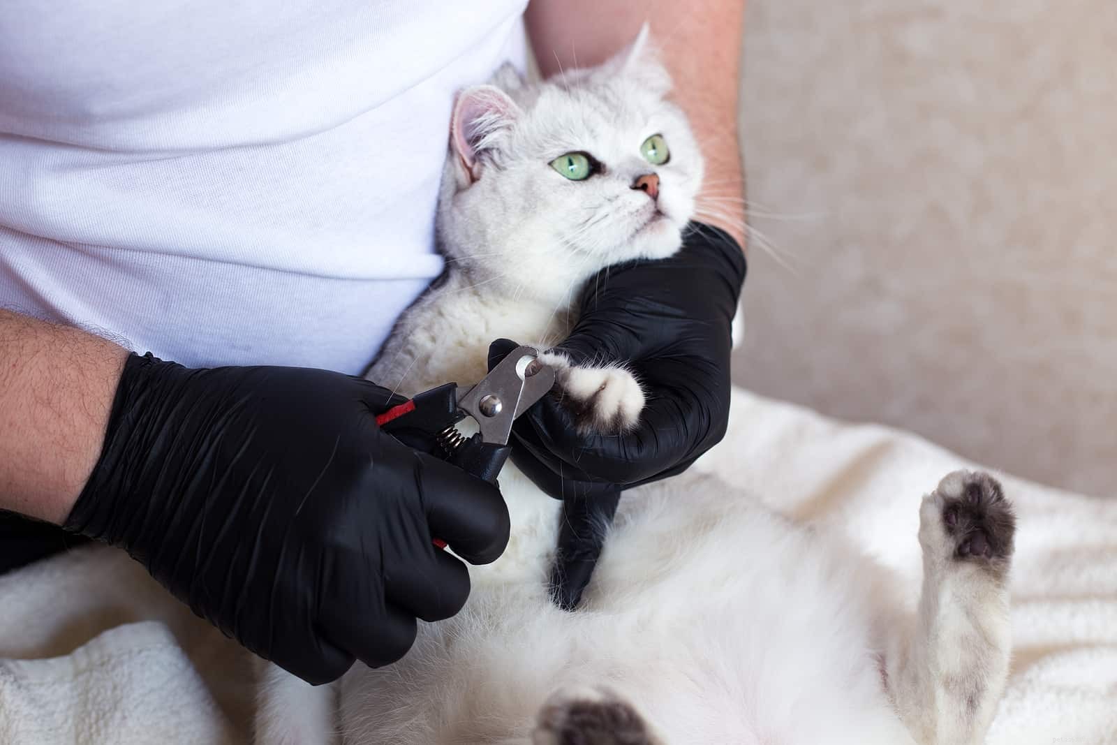 Proven Techniques to Safely Trim Your Cat s Nails at Home