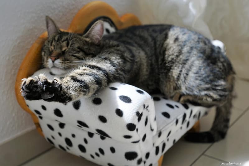 Proven Techniques to Safely Trim Your Cat s Nails at Home