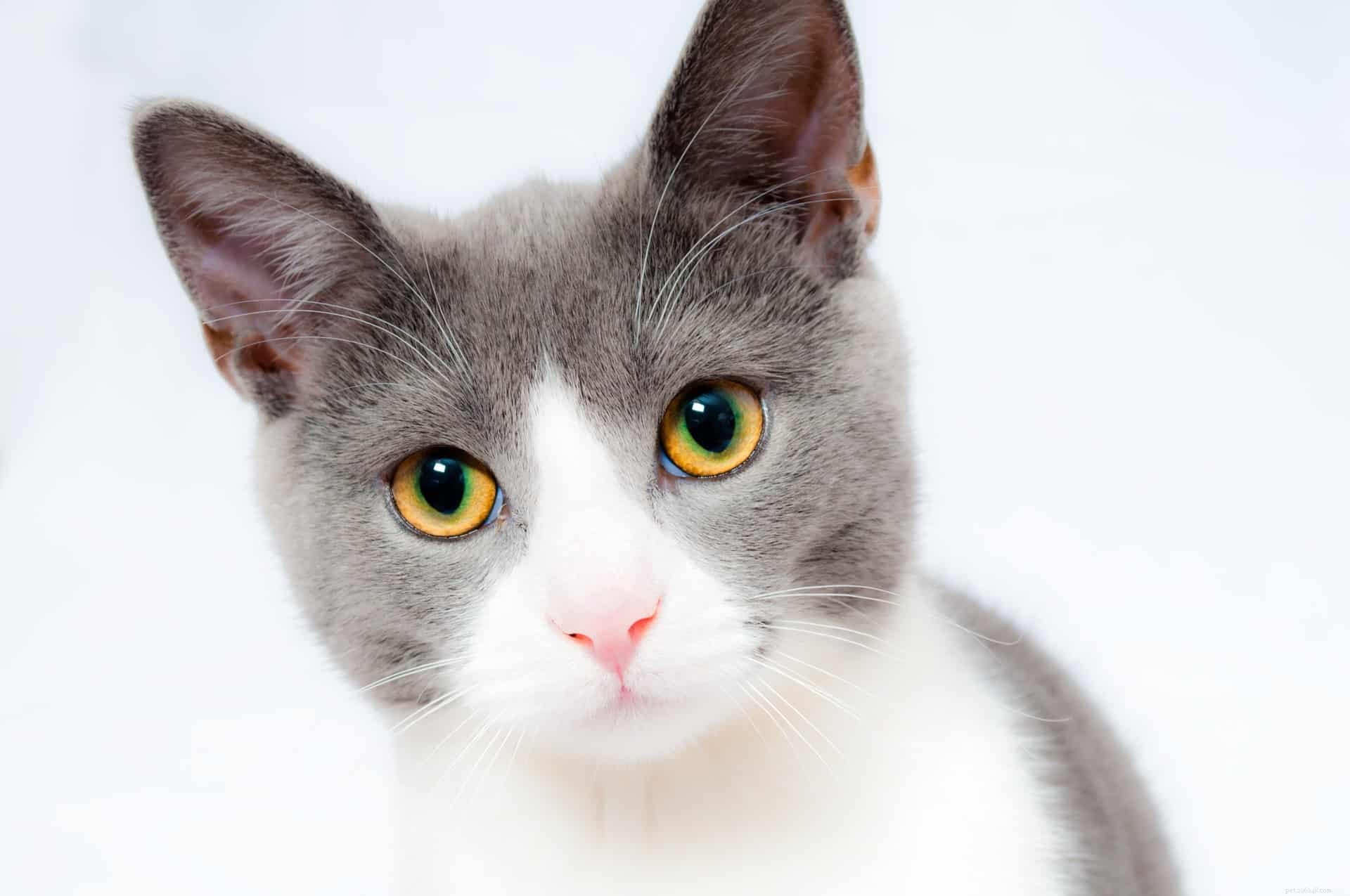 Calming a Stressed Cat: Proven Strategies to Reduce Anxiety