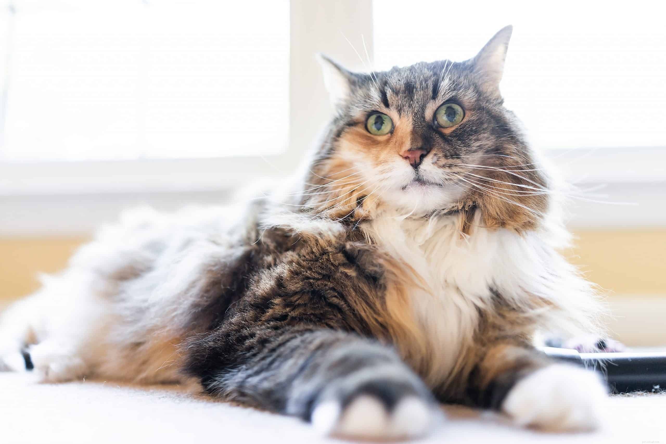 Calming a Stressed Cat: Proven Strategies to Reduce Anxiety