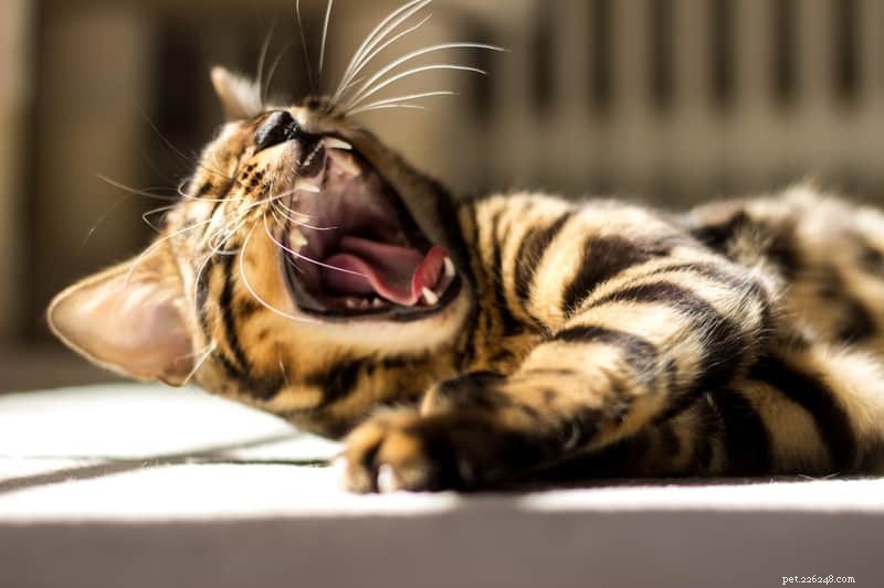 Essential Dental Care Tips for Your Cat s Health and Longevity
