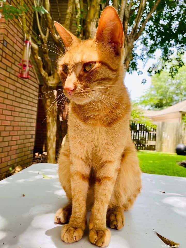 Calming a Stressed Cat: Proven Strategies to Reduce Anxiety