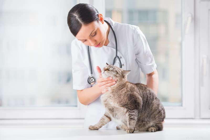 Essential Dental Care Tips for Your Cat s Health and Longevity
