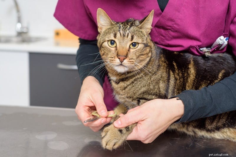 Safe Cat Restraint Techniques: Protect Your Pet & Yourself