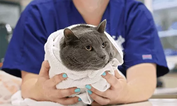 Safe Cat Restraint Techniques: Protect Your Pet & Yourself
