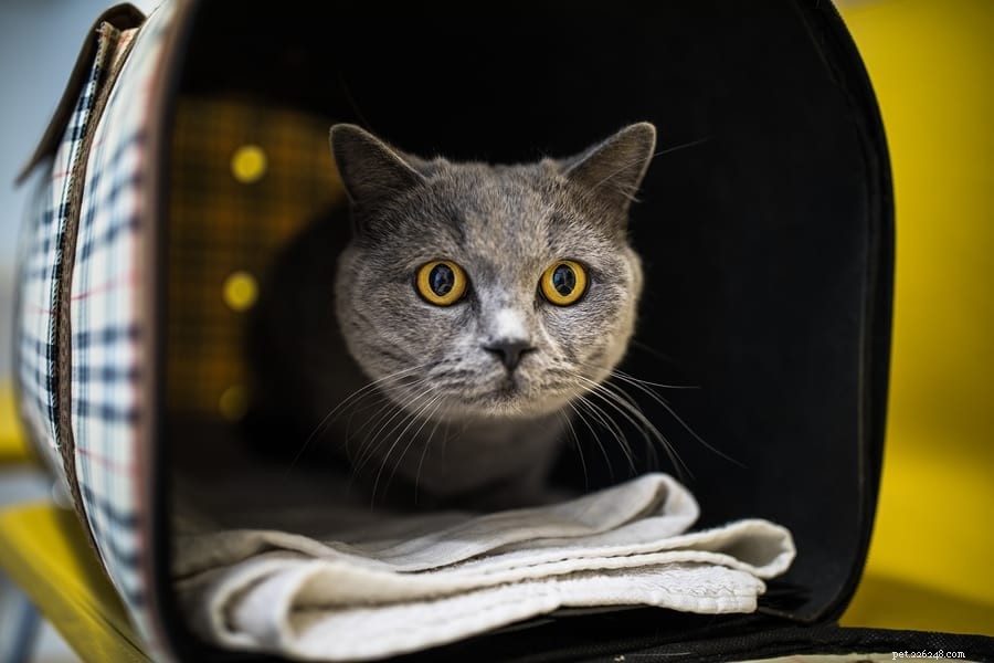 Safe Cat Restraint Techniques: Protect Your Pet & Yourself