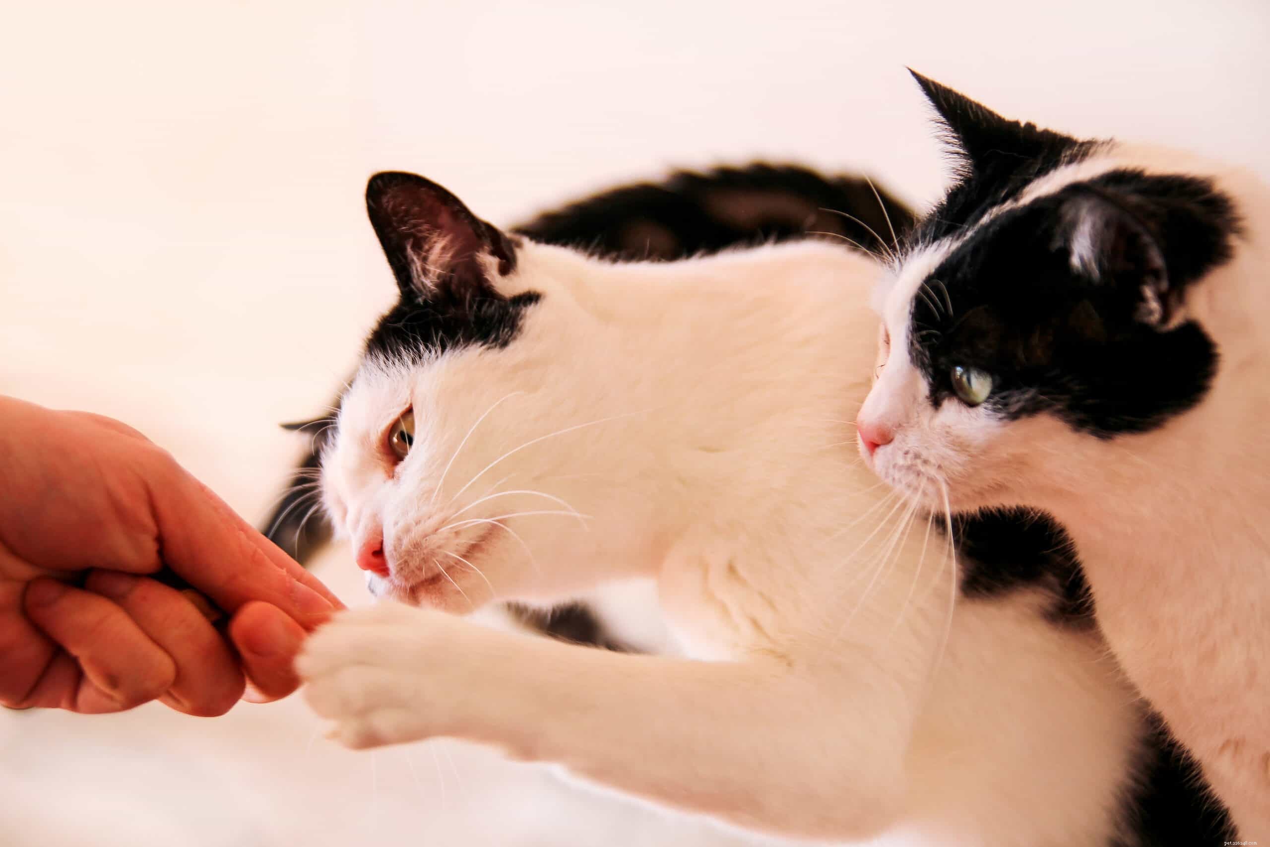 Expert Guide: Administering Medication to Your Cat with Ease