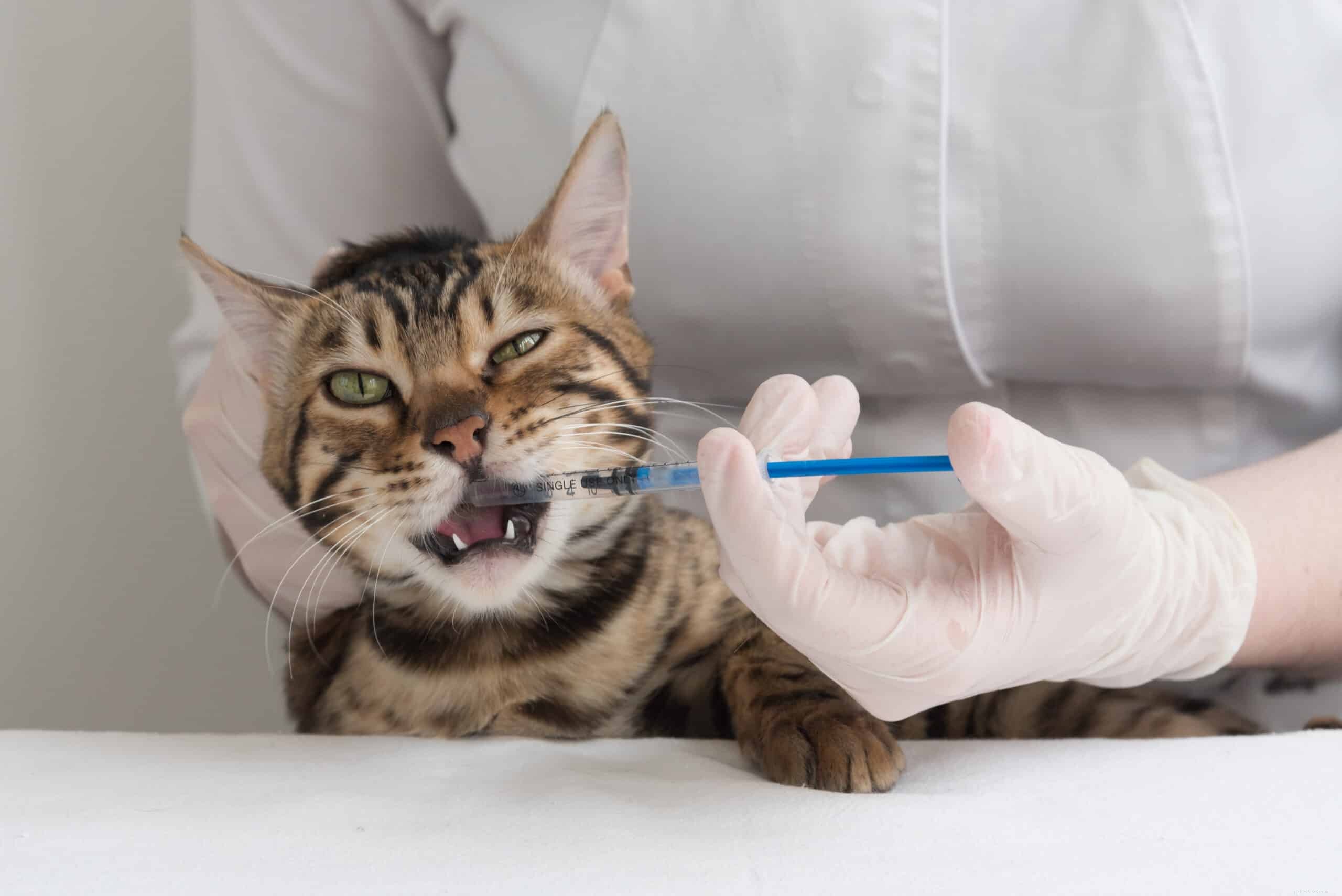 Expert Guide: Administering Medication to Your Cat with Ease