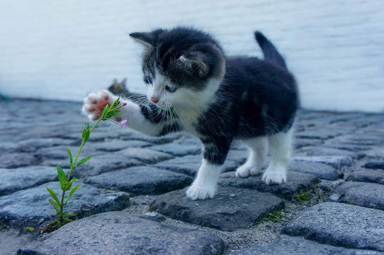 Do Kittens Contract Parvovirus? Understanding Feline Panleukopenia