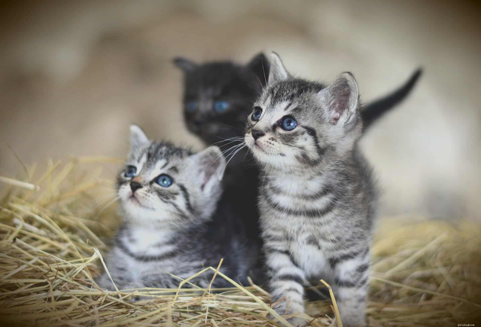 Do Kittens Contract Parvovirus? Understanding Feline Panleukopenia