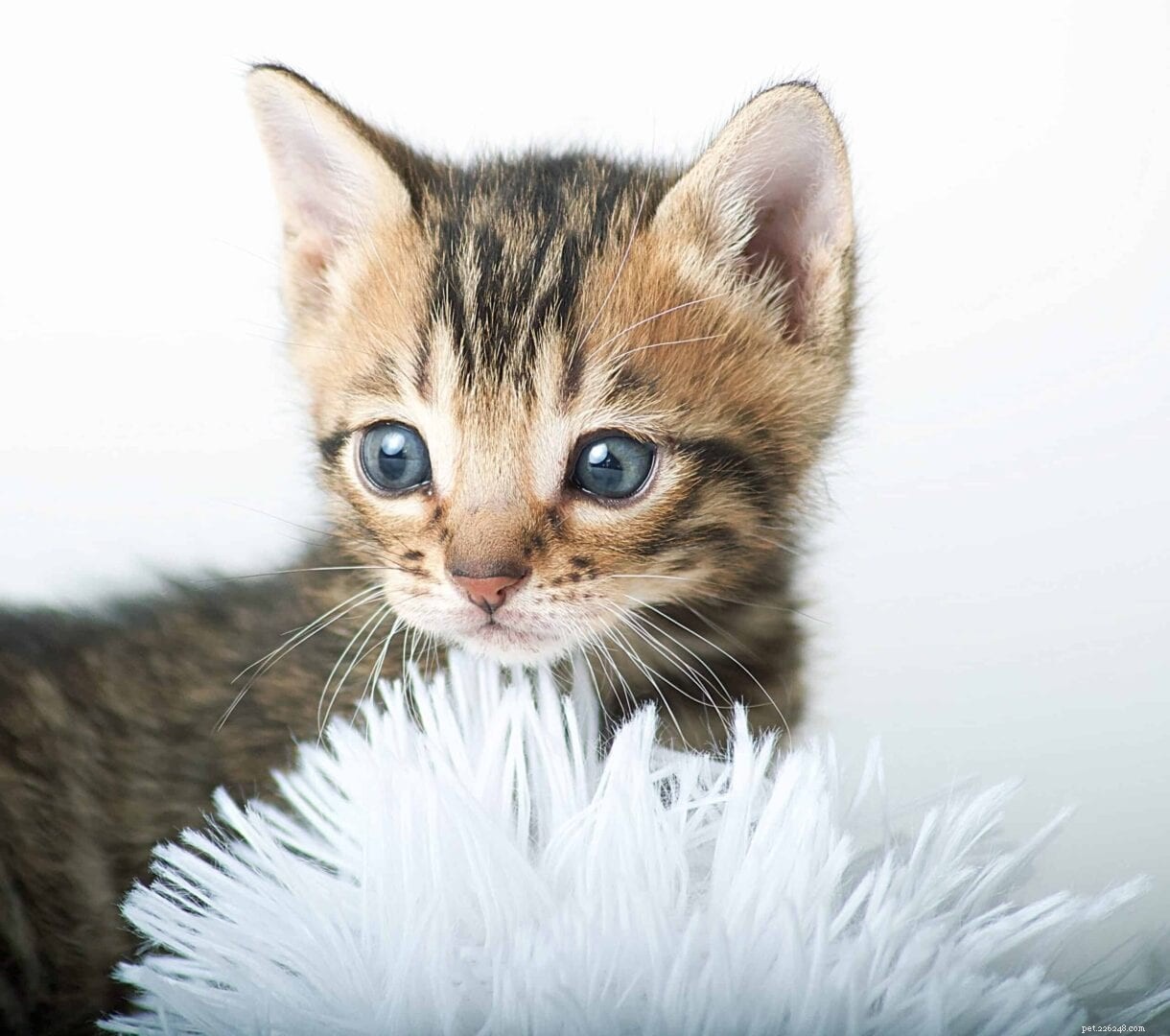 Do Kittens Contract Parvovirus? Understanding Feline Panleukopenia
