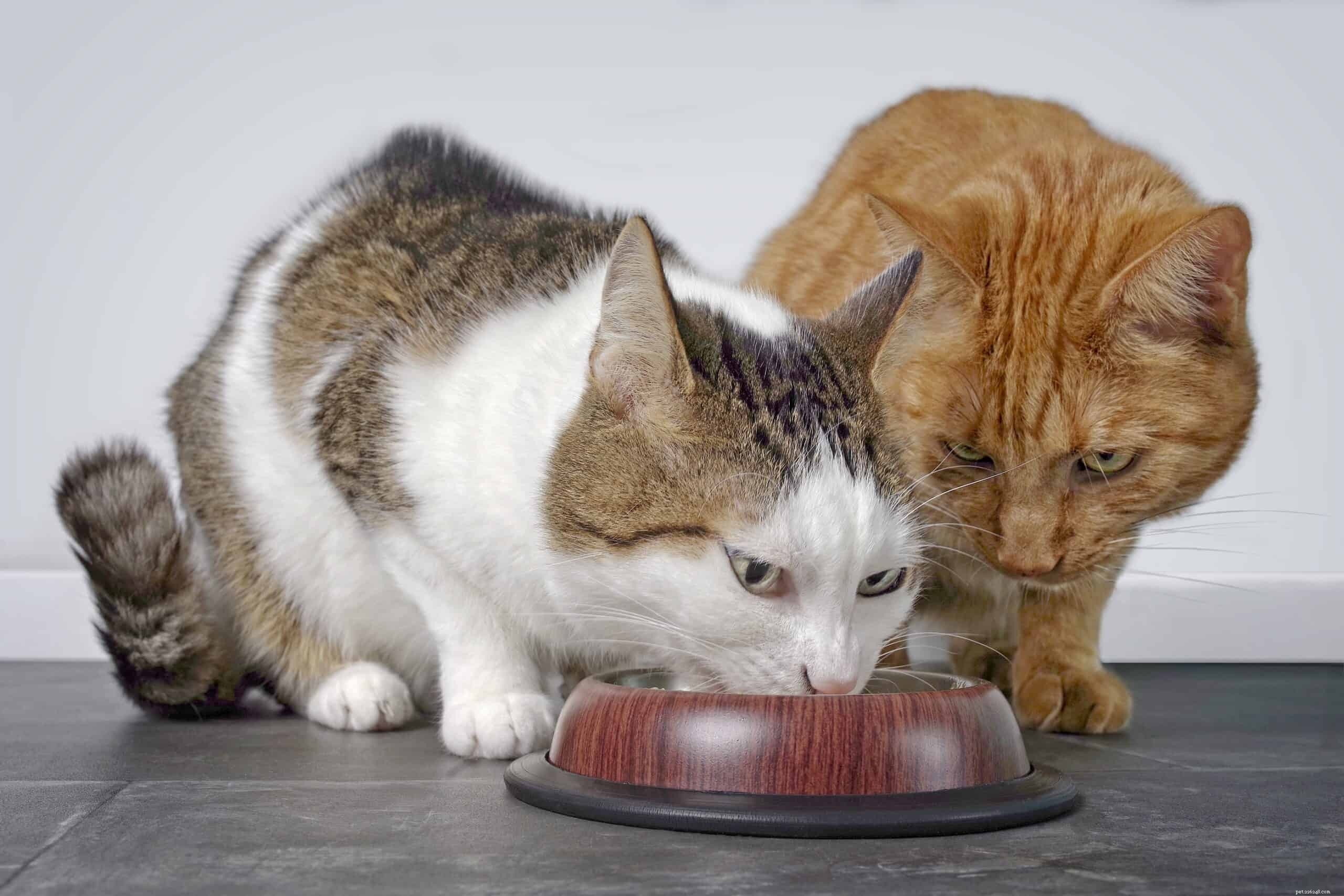 Why Does My Cat Constantly Eat? Understanding Persistent Appetite in Cats