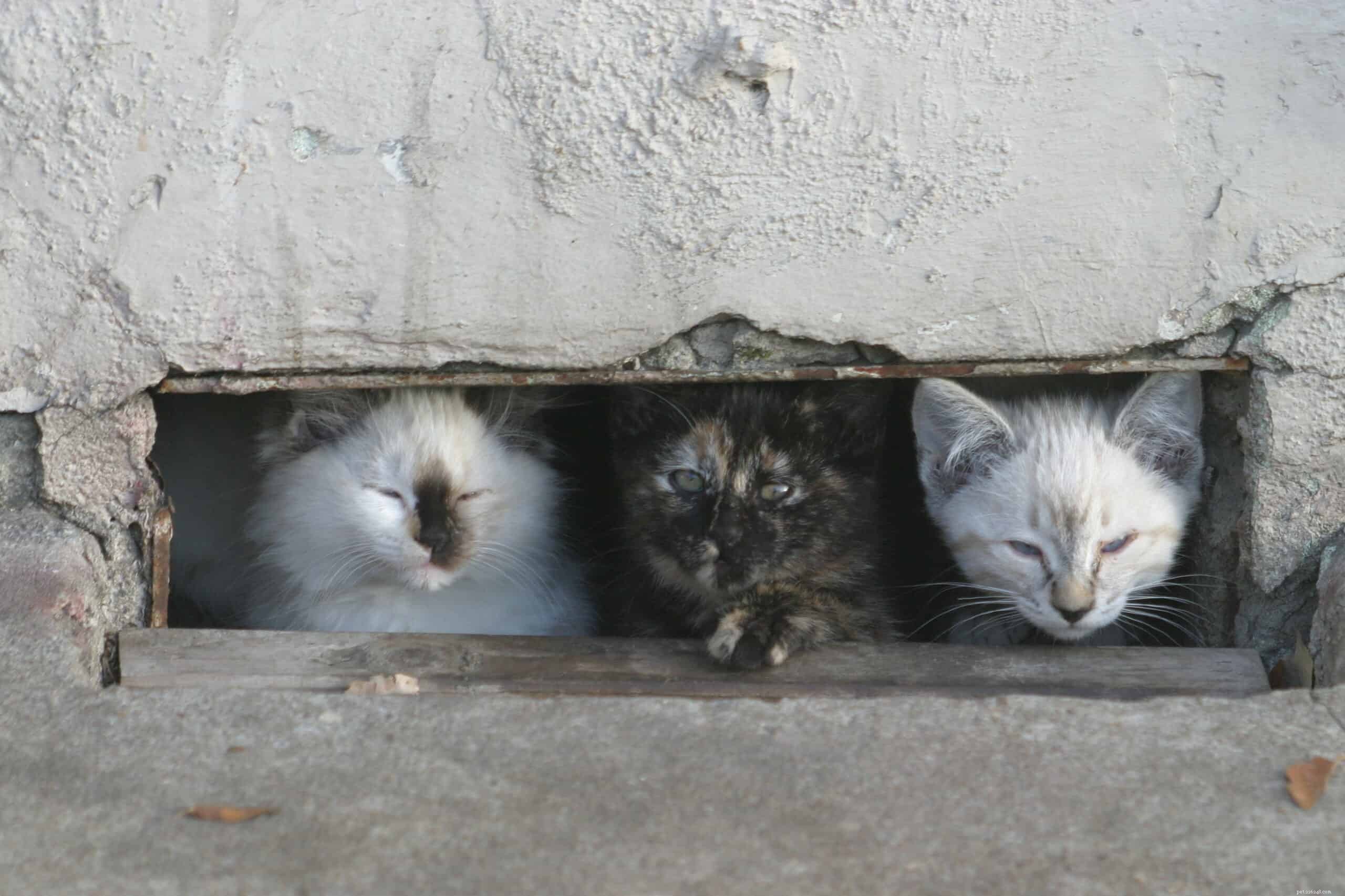 How to Care for Feral Cats: Practical Steps to Support Stray Felines